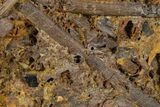 Dinosaur Bones, Teeth, and Tendons in Sandstone - Wyoming #302749-2